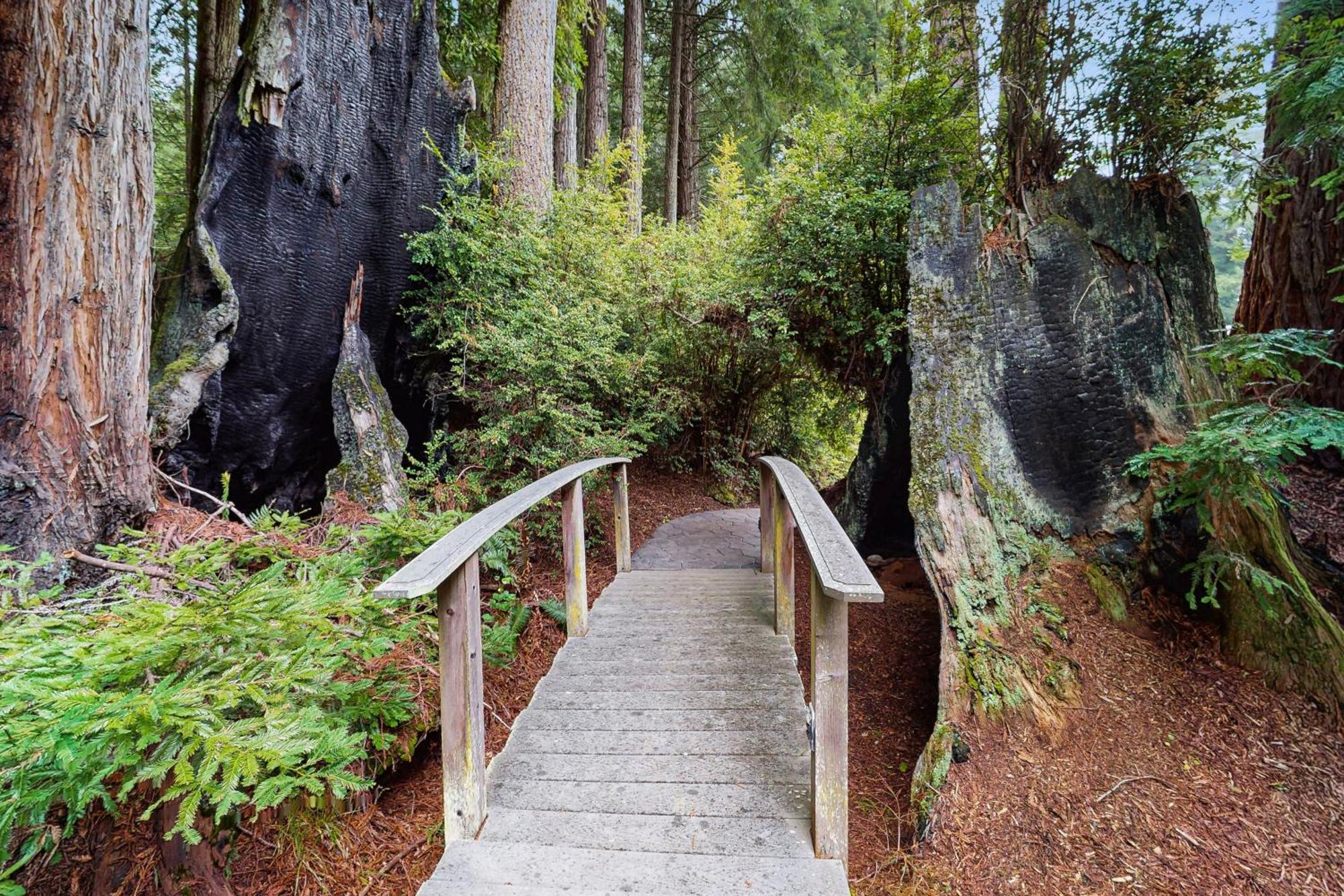 Serene Redwood Retreat Arcata Ngoại thất bức ảnh