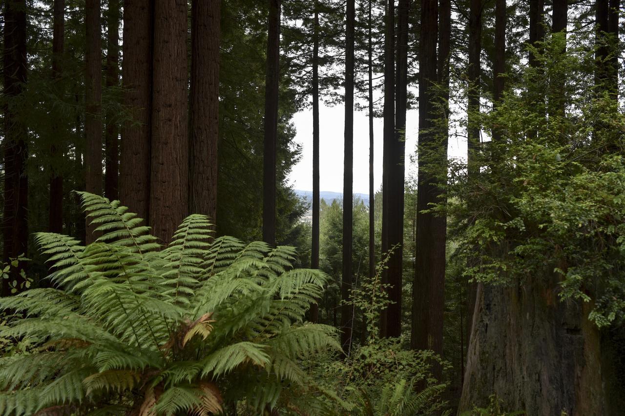 Serene Redwood Retreat Arcata Ngoại thất bức ảnh